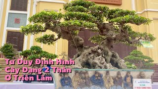 Tham Khảo Tư Duy Xây Dựng Khung Hình Bóng Dáng Cây Dạng 2 Thân Ở Triển Lãm Bonsai