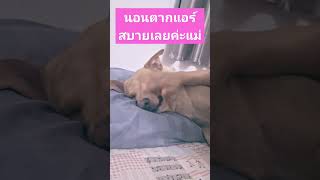 #youtubeshorts #animals #dog #pets #หมา #viral #cute #sleep