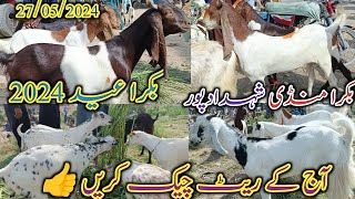 Bakra mandi Shahdadpur | Latset update today | bakra Eid 2024 | normal Reat | 27/05/2024