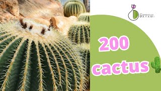 Invernadero de Cristal con Cactus gigantes #siembracondayami #comocuidar #cactus #cactuslover