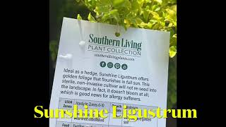 24-265 — Sunshine Ligustrum 🪴Southern Living