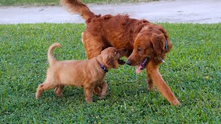 Golden Retriever DIY Pupcakes: Baking for Your Furry Friend?