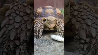 SULCATA VS CUTTLEBONE MUKBANG @KampKenan