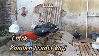 Update harga entok rambon bondol kaji