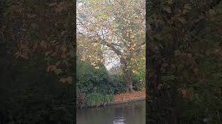 #LIVE #STUNNING #AMAZING #AUTUMN #LEAVES #CLOUDY #WEATHER #GUILDFORD #CANAL #UK2024.🚤🌫🍂🍁🌳😎👍