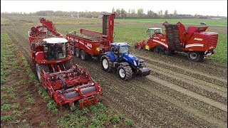 Grimme Sugar-Beet Harvesting Demo | Rextor / Maxtron / Rootser / RUW 4000