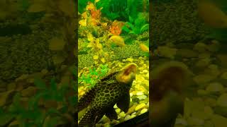 fish belike❤️ #foryou #shortvideo #cute #fish #fyp fyp