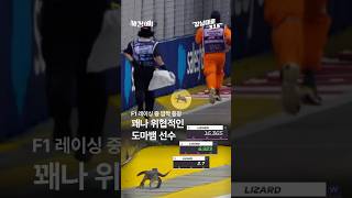 F1 경기 참가한 세계에서 가장 빠른 도마뱀 #shorts