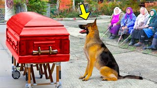 Un Chien Triste Va Aux Funérailles De Son Propriétaire. Ce Qui Se Passe Après Vous Fera Pleurer !