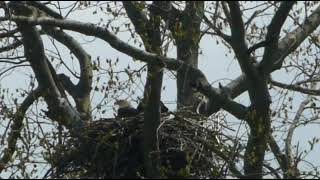 2022 Bald Eagle Nest Update April 16