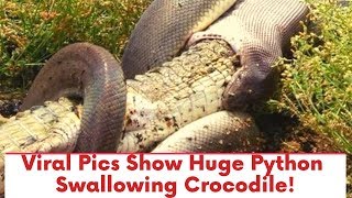 Viral Pics Show Huge Python Swallowing Crocodile!