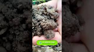 UMIDADE NO SOLO ONDE FOI UTILIZADO GEL DE PLANTIO HIDROGEL #agricultura #produtorrural #geldeplantio