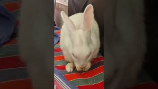 My Putu #bunny #rabbits #pet #pets #petlover