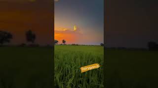 एक खूबसूरत दिन के लिए एक प्राकृतिक दृश्य 🌄🌅🌄🌅 💚💚💚