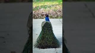 peacock dance #sbyshorts #nature #youtubeshorts