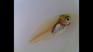 Lethrinus genivittatus イトフエフキ 줄갈돔 Early Juvenile Life History