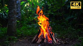 4K Cozy Campfire In the Forest — Relaxing Fireplace & Nature Sounds — Fire Crackling Sounds