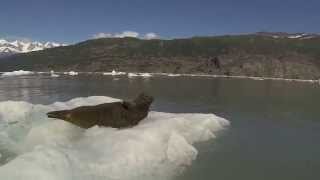 Foca Leva Susto de Turista