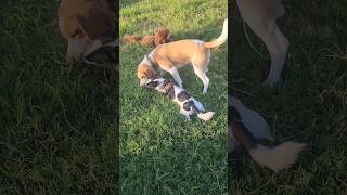 buddies doing buddy things #puppy #dog #australia #brisbane