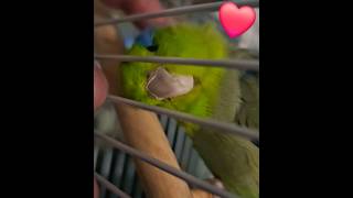 When Animals Love You 🥰🥰 #subscribe #viral #shorts #birds #music #song #love