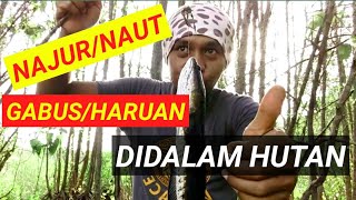 NAJUR/NAUT IKAN GABUS/HARUAN #2