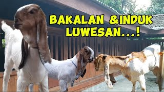 Kambing Kaligesing BREEDING bakalan dan induk luwesan..!!!