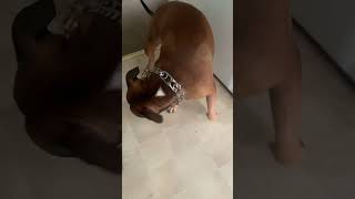 Pitbul scared of a balloon