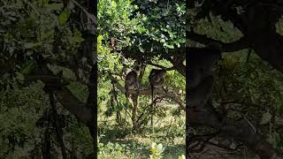 Close Encounter with a Playful Monkey in Yala National Park, Sri Lanka