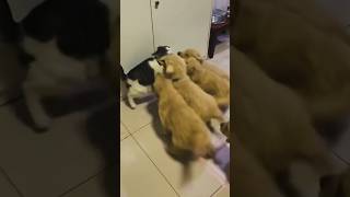 Part 753 _ Funny animals videos from TikTok! Try not to laugh! 😹🐶🤣🔥🤣