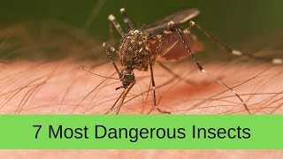 7 Most Dangerous Insects Revealed- #7 is SHOCKING!