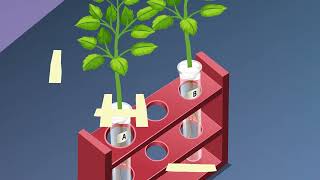 STUDY OF PHOTOTROPISM AND GEOTROPISM IN PLANTS