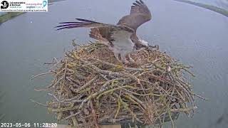 Another awkward stick for Blue 33(11) @Manton Bay Osprey 06-05-2023