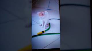 ola o mimi ajudando fazr a faxina ele goga água para mi 👏👏👏♥️🐱👍🥰