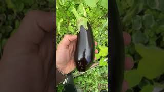 Harvesting my first eggplant of the year! #eggplant #garden #nature #soil #healthy #color #purple #1