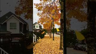 The autumn leaves outside of our house are falling. #fallingleaves #fallcolours