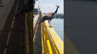 Peacock spotted on Pamban bridge, Rameshwaram #shorts