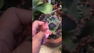 Tips for Succulents #succulent #growingsucculents #shorts #asmr #intristv