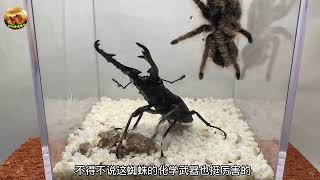 stag beetle vs tarantula - prosopocoilus giraffa vs tarantula