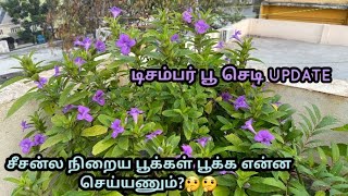 டிசம்பர் பூ update l சீசன்ல நிறைய பூக்கள் பூக்க tips l December flower seasonal yield