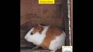 Kochon  Denn