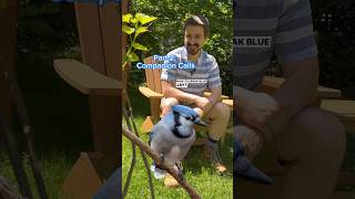 How to Speak Blue Jay part 2: companion calls #natureeducation #birdsong #bluejay