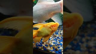 ALBINO PLECO