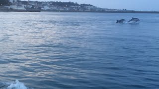 Dive Guernsey - Dolphins 18-9-16