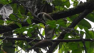 Grey-headed Parrotbill, Khellong, Arunchal Pradesh March 2024