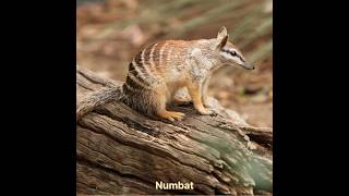 Numbat hunt p2 #hunting #animals #numbat