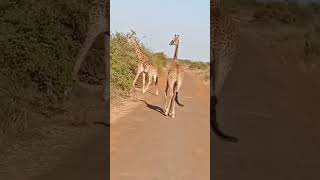 How Beautiful Are these Giraffes#short