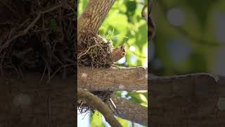 Mother specacled thrush #birds #animals #nature #wildlife #shorts