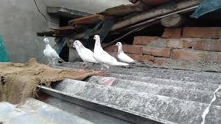 Andhra Tiplar & Bengal pulsar breed pigeon||