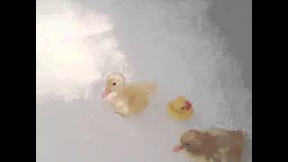 Swimming ducklings