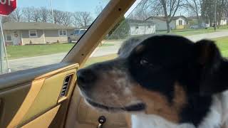 Quick ride in the 1980 cordoba (with Dakota)